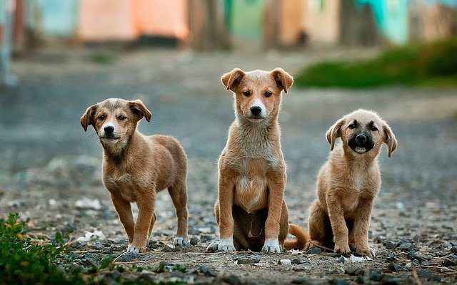 adopția câinilor