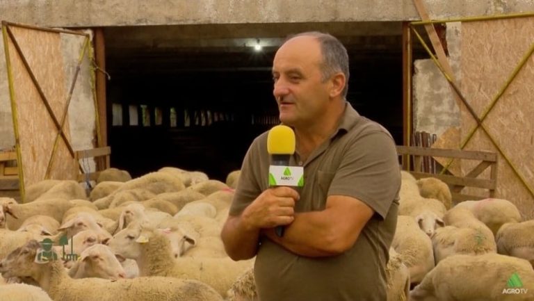 nicu cioranu pretul mielului, ovine