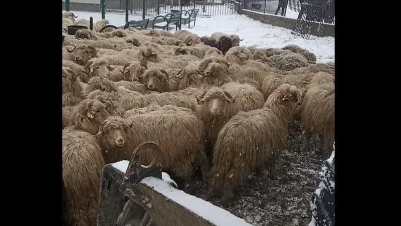 VIDEO Accident sângeros în județul Alba. SUTE de oi au fost ucise 2 VIDEO Accident sângeros în județul Alba. SUTE de oi au fost ucise oi