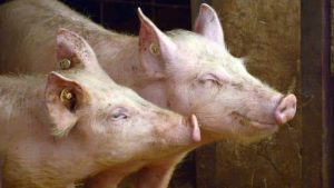 Micăsasa porci pesta porcina, porc