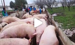 sacrificări pe bandă rulantă