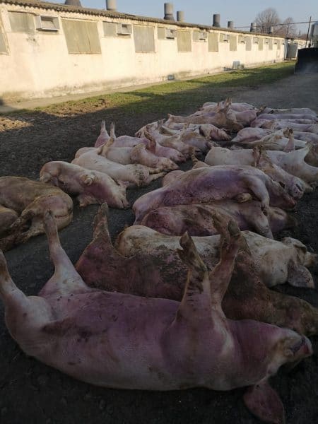 22.000 de suine moarte din cauza PPA. Mână criminală sau iresponsabilitate?! 3 22.000 de suine moarte din cauza PPA. Mână criminală sau iresponsabilitate?! 22.000 de suine moarte din cauza PPA. Mână criminală sau iresponsabilitate?! De actualitate ppa