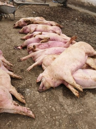 22.000 de suine moarte din cauza PPA. Mână criminală sau iresponsabilitate?! 2 22.000 de suine moarte din cauza PPA. Mână criminală sau iresponsabilitate?! 22.000 de suine moarte din cauza PPA. Mână criminală sau iresponsabilitate?! De actualitate ppa
