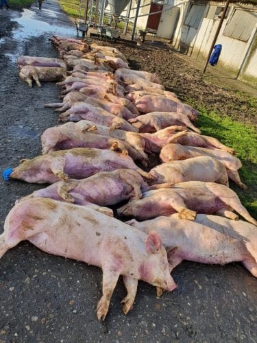 22.000 de suine moarte din cauza PPA. Mână criminală sau iresponsabilitate?! 1 22.000 de suine moarte din cauza PPA. Mână criminală sau iresponsabilitate?! 22.000 de suine moarte din cauza PPA. Mână criminală sau iresponsabilitate?! De actualitate ppa