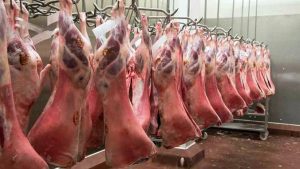 de ovine,