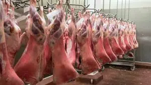 de ovine,