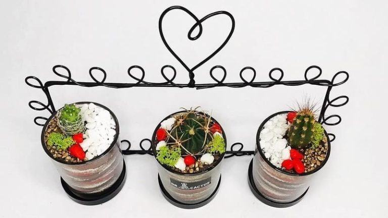 plante doctor cactus iasi
