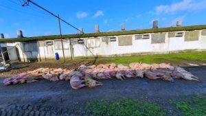 Cu câte focare de pestă porcină africană se confruntă România în prezent Agroland pestă porcină africană