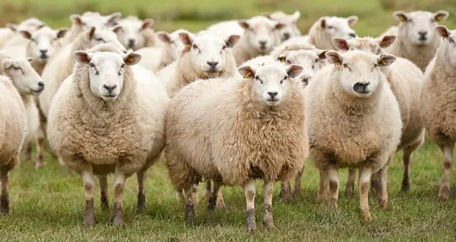 ovine fermier