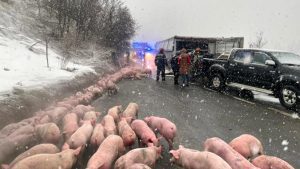 animale