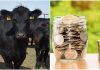 AFIR animale subventii vaci de carne submăsura 4.1 crescatorii de bovine vanatorii de subventii