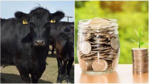 AFIR animale subventii vaci de carne submăsura 4.1 crescatorii de bovine vanatorii de subventii