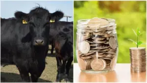 AFIR animale subventii vaci de carne submăsura 4.1 crescatorii de bovine vanatorii de subventii