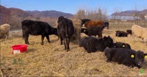 vaca de carne rasa aberdeen angus