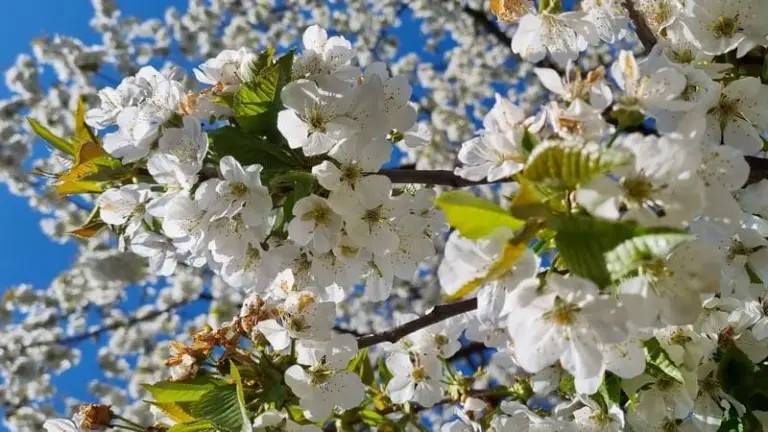 fungicide cires inflorit pomii si arbustii fructiferi