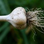 cultura de usturoi cultivarea usturoiului