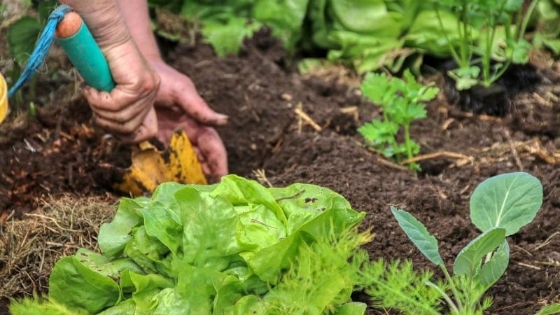VIDEO Cele mai bune îngrășăminte naturale pentru legumele din grădină 3 VIDEO Cele mai bune îngrășăminte naturale pentru legumele din grădină ingrasaminte naturale