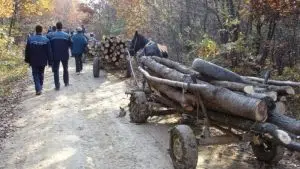 hoții de lemn