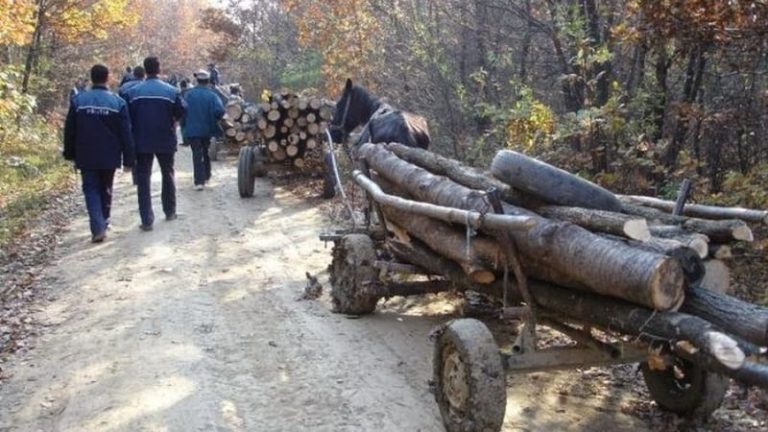 hoții de lemn