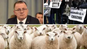 interzicerea exportului de animale vii