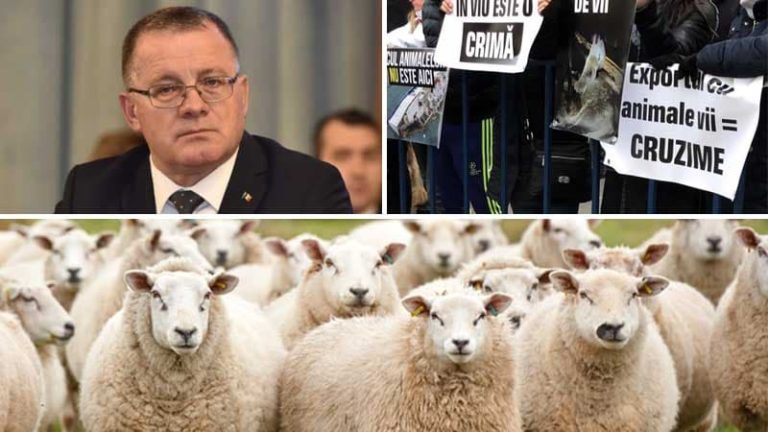 interzicerea exportului de animale vii