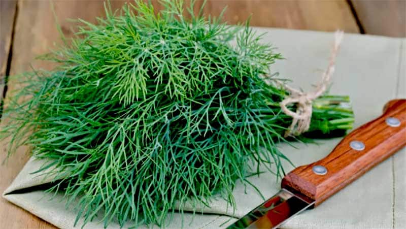 VIDEO Mărarul, o plantă cu multe secrete și multe întrebuințări 1 VIDEO Mărarul, o plantă cu multe secrete și multe întrebuințări marar