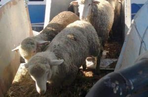 ovine și bovine