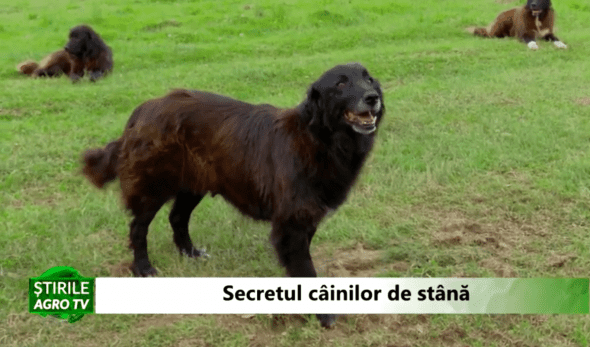 cainii de stână