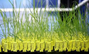 Comisia Europeană aprobă plantele modificate genetic