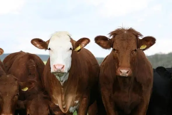 bovine