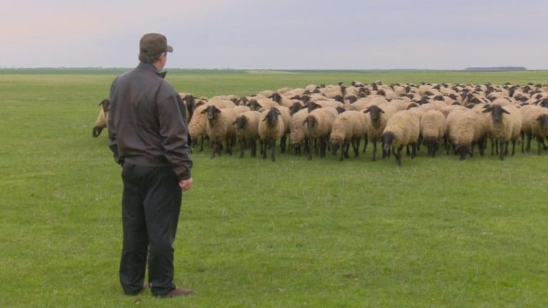 cap negru de teleorman