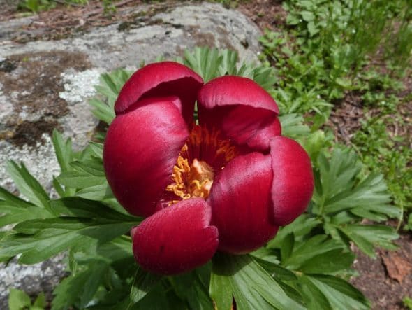 floare rara