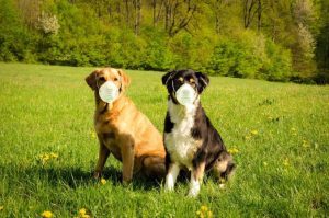 Coronavirus de origine canină