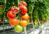 fonduri legumicultorii program legume in spatii protejate programul tomata