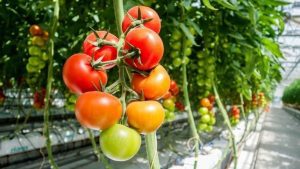 programul tomata fonduri legumicultorii program legume in spatii protejate programul tomata