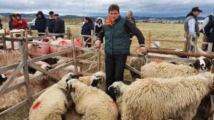crescătorii de ovine