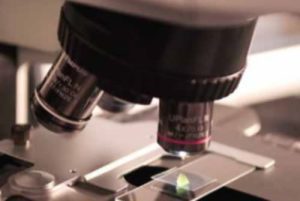 Studiul publicat de Comisia Europeană privind noile tehnici genomice de ameliorare a plantelor De actualitate alimente