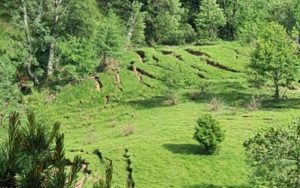 Alunecare de teren
