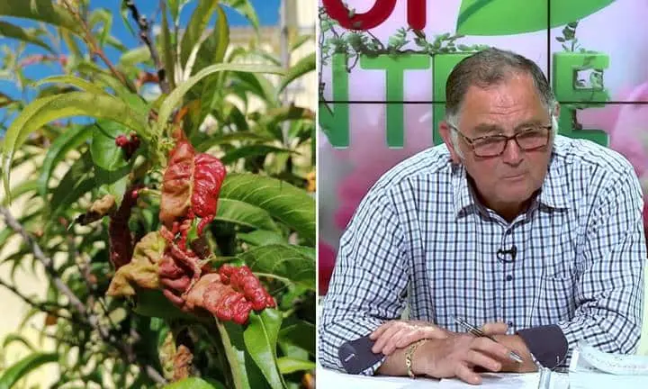 bășicarea frunzelor de piersic