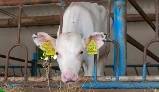 lapte de vaca