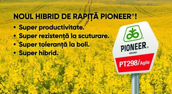 rapiță