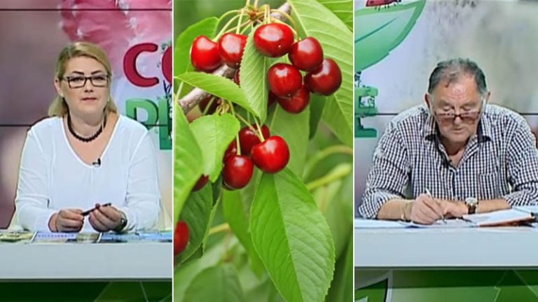 Cristinași Horia Ghibu Întreținerea cireșului