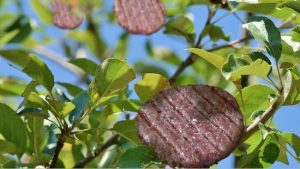 carne cultivată
