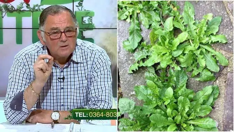 costrei cum scapi de buruieni, tratamente pentru buruienile din solar