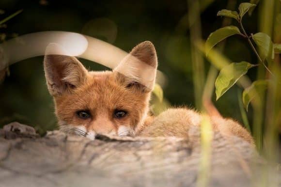 protejarea animalelor