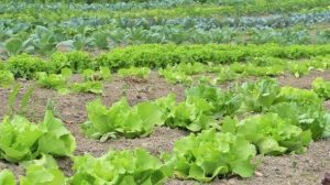 mulcirea solului