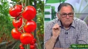 tratament pentru rosii in perioada de canicula culturile in spatii protejate tratament complet pentru legume Tratament pentru stimularea creșterii tratament la culturile de legume ingrijirea rosiilor fungicide pentru culturile de legume hibrid de tomate de ce crapa rosiile cum tratam tomatele din solar boala petelor de bronz la tomatetuta absoluta horia ghibu tratament pentru legume în sere și solarii fungicidele la culturile de legume melcii care ataca rosiile dupa cat timp putem recolta tratamente pentru tomate in spatii protejate cu ce putem sa stropim rosiile cu ce trebuie sa stropim tomatele productii mai bune toti fermierii trebuie sa stie, tratament la rosii
