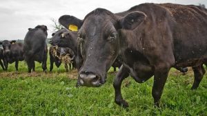 bovine Aberdeen Angus