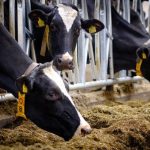 vacile de lapte crescatorii de animale aplicatia