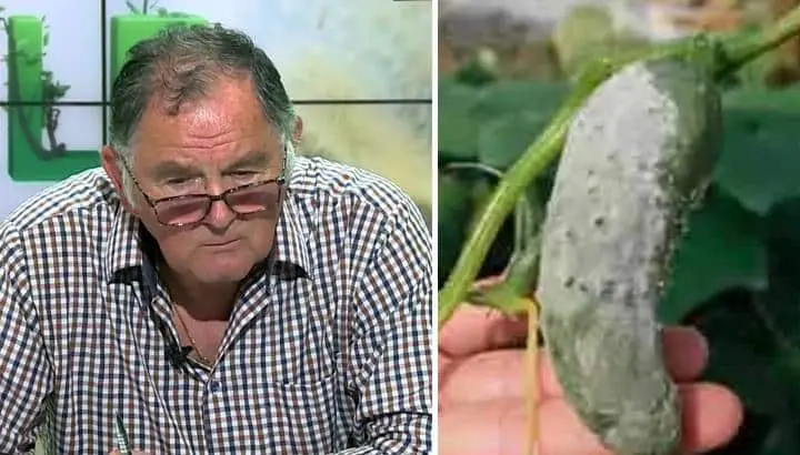 Bolile castraveților